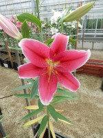 [4349 Joop VWS No02.JPG]